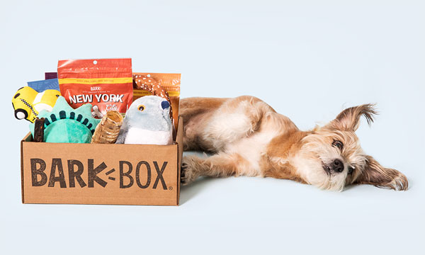 dog laying down next to brown box filled with dog toys and treats.